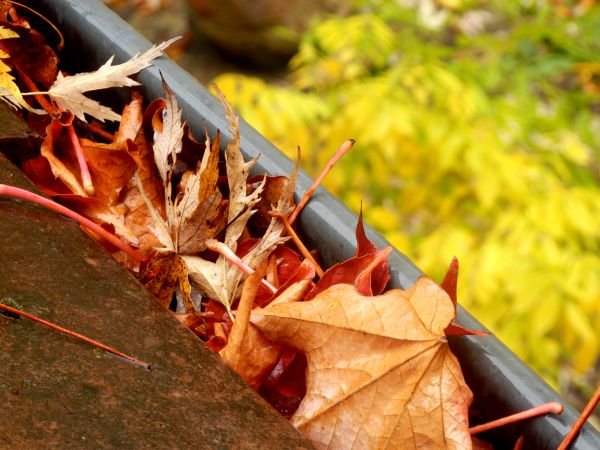 Cost of Roof Gutter Debris Removal in Summerville