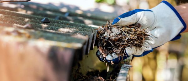 Pine Needle Gutter Cleaning in Summerville